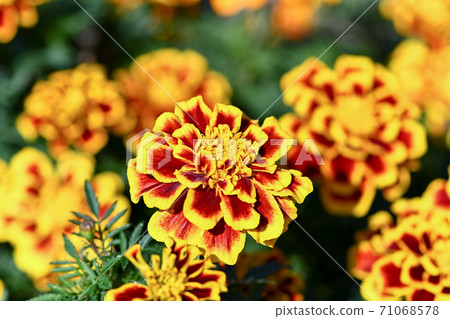 Marigold (Durangoby) 71068578