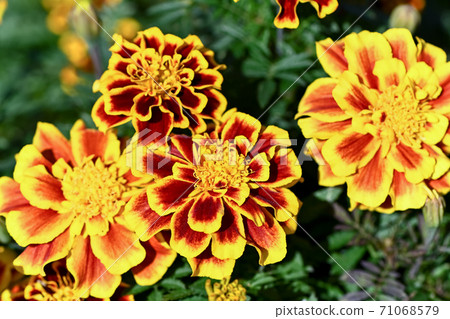 萬壽菊(杜蘭哥比) 萬壽菊(杜蘭哥比) 71068579
