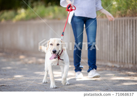 A woman walking a dog 71068637