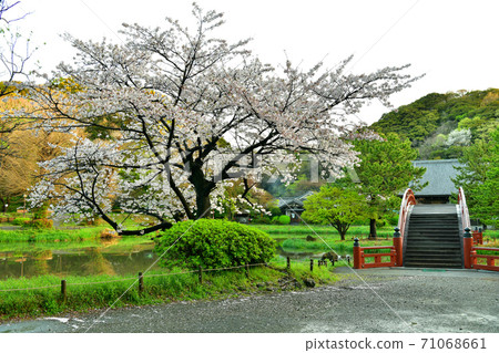 櫻花盛開的著名寺院阿吉池的淨土花園 櫻花盛開的著名寺院阿吉池的淨土花園 71068661