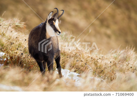 Tatra chamois standing on mountain meadow in winter nature 71069400