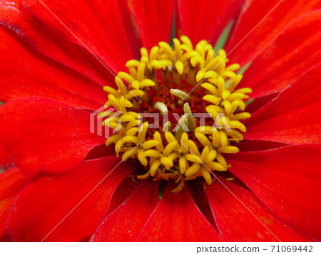 Buddhist priest of flower park Park 71069442