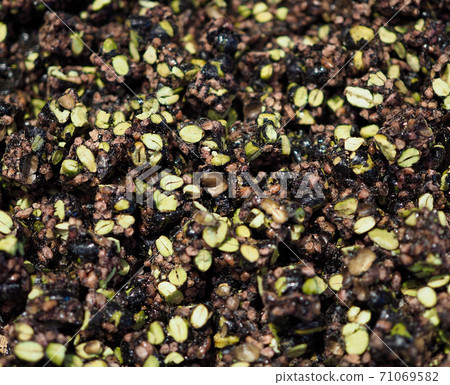 Traditional Korean food, Gangjeong, Korean snack Traditional Korean food, Gangjeong, Korean snack 71069582