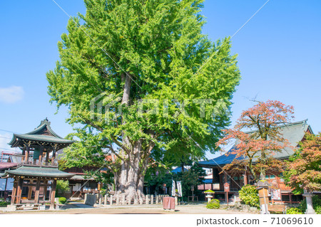 岐阜縣高山市國分寺大銀杏 岐阜縣高山市國分寺大銀杏 71069610