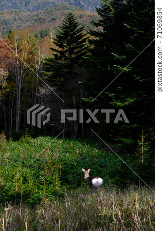 Ezo deer Ezo deer 71069854