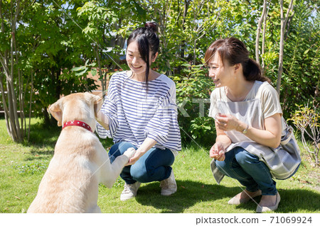 Women walking dogs Women walking dogs 71069924
