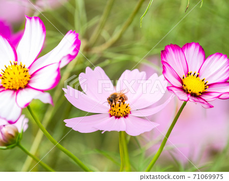 Autumn tradition: Beautiful and colorful cosmos fields Autumn tradition: Beautiful and colorful cosmos fields 71069975