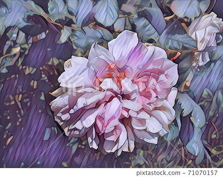Widely opened pink rose. White and pink delicate petals are ready to fall out of the sepals.Mature plant. In the summer at the rose garden.Blue leaves frame the bud. Postage stamp or Stylized postcard 71070157