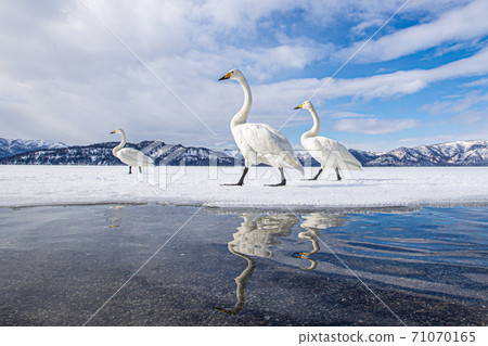 天鵝白鳥湖北海道桑迪 71070165