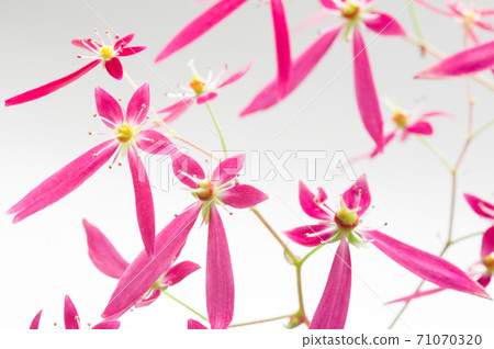 White background of cute capital grass 71070320