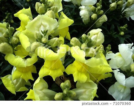Plant snapdragon during the period of abundant flowering. Beautiful yellow flowers of a fancy shape. Close-up. Bright flower bed Plant snapdragon during the period of abundant flowering. Beautiful yellow flowers of a fancy shape. Close-up. Bright flower bed 71070360