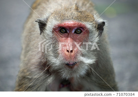 Cute monkey Cute monkey 71070384