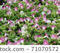 粉紅色的Torenia 71070572