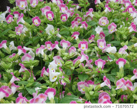 Pink Torenia 71070572