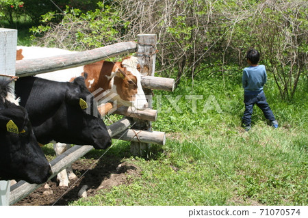 In front of mom, pee, cow 71070574