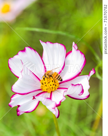 Autumn tradition: Beautiful and colorful cosmos fields 71070782
