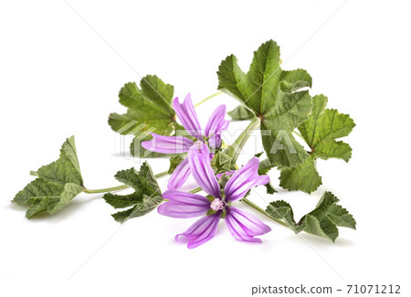 Malva sylvestris in studio 71071212