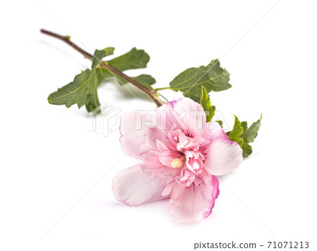 Hibiscus syriacus in studio Hibiscus syriacus in studio 71071213