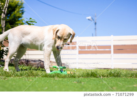 狗玩水 狗玩水 71071299