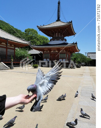 鴿子從人的手中進食(廣島縣大戶市上堂寺地區) 鴿子從人的手中進食(廣島縣大戶市上堂寺地區) 71071782