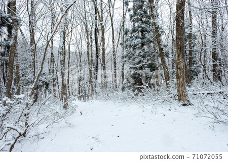 Fresh snow has piled up in the forest 71072055