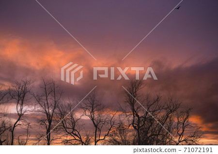 Silhouette leafless tree and sunset sky. Dead tree on dark sunset sky. Romantic and tranquil scene. Dead tree against purple sunset sky. Nature landscape. Peaceful and tranquil abstract background. 71072191