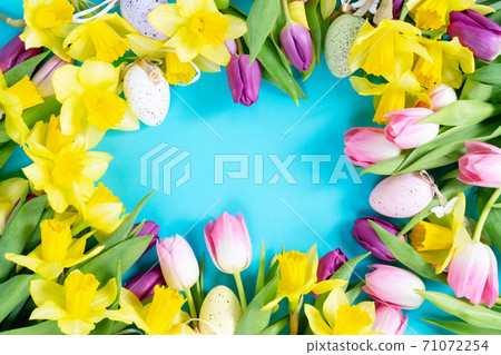 tulips and daffodils flowers 71072254