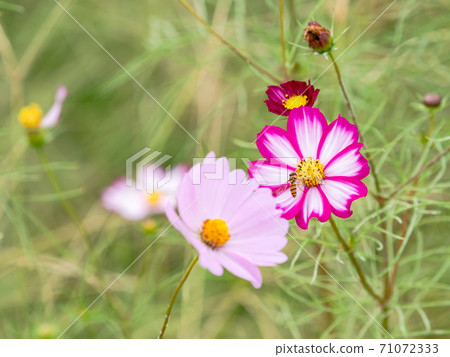 Autumn tradition: Beautiful and colorful cosmos fields 71072333