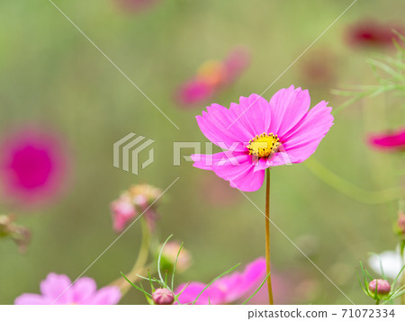 Autumn tradition: Beautiful and colorful cosmos fields 71072334