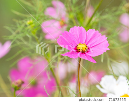Autumn tradition: Beautiful and colorful cosmos fields Autumn tradition: Beautiful and colorful cosmos fields 71072335