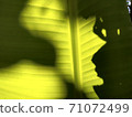 Light and shadow on banana leaves 71072499