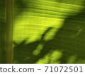 Light and shadow on banana leaves 71072501