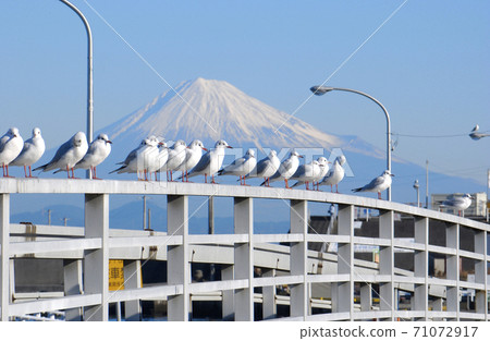 Mount Fuji and Seagulls Mount Fuji and Seagulls 71072917