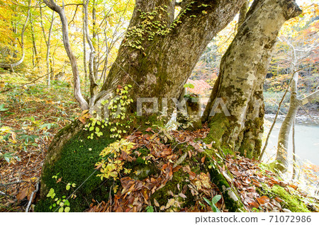 Stone-hugging Quercus crispula and beech Akita, Akita Prefecture Stone-hugging Quercus crispula and beech Akita, Akita Prefecture 71072986