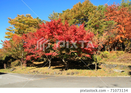 Fuji Five Lakes: Autumn leaves on the shores of Lake Motosu Fuji Five Lakes: Autumn leaves on the shores of Lake Motosu 71073134