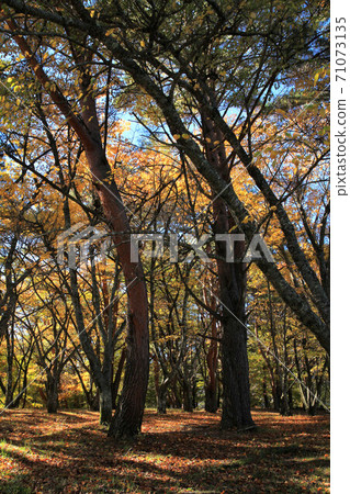 Fuji Five Lakes: Autumn leaves on the shores of Lake Motosu Fuji Five Lakes: Autumn leaves on the shores of Lake Motosu 71073135