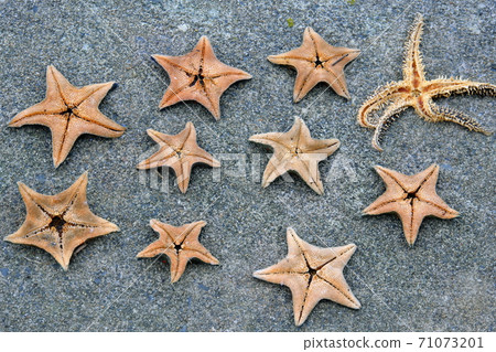 Starfish Starfish 71073201
