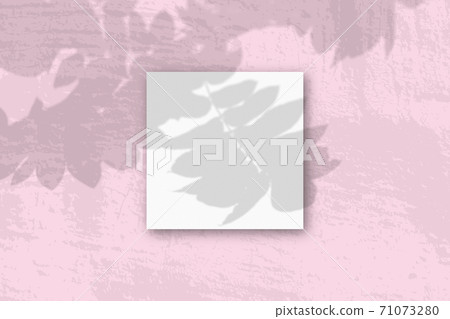 Natural light casts shadows from a Rowan branch on square sheet of white textured paper Natural light casts shadows from a Rowan branch on square sheet of white textured paper 71073280