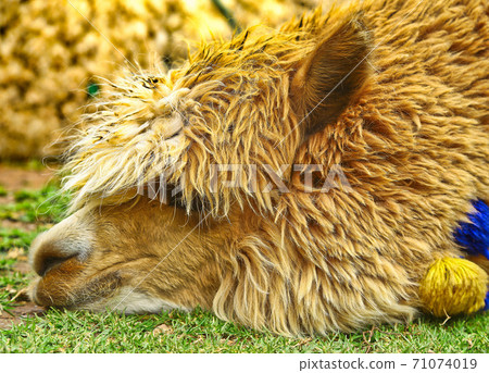 Alpaca falling asleep Alpaca falling asleep 71074019