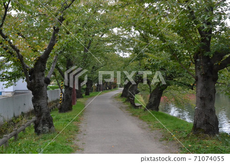 秋天的弘前城西護城河的一排櫻花樹 71074055