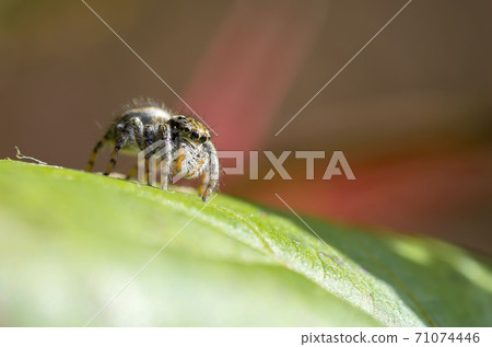 Necohaetri 71074446