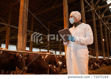 Mature Veterinarian at Farm 71075164