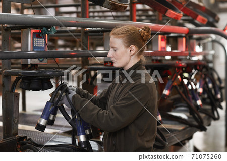 Female Worker Setting up Milking Machine at Dairy Farm Female Worker Setting up Milking Machine at Dairy Farm 71075260