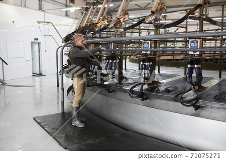 Worker Operating Milking Machine at Dairy Farm 71075271