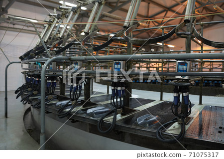 Industrial Milking Machine at Dairy Farm Industrial Milking Machine at Dairy Farm 71075317