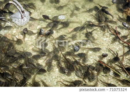Tadpoles swimming in a mountain lake, french alps Tadpoles swimming in a mountain lake, french alps 71075324