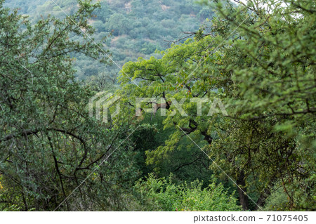 Habitat image of wild leopard or panther resting on tree in natural monsoon green at jhalana forest or leopard reserve jaipur rajasthan india - panthera pardus fusca Habitat image of wild leopard or panther resting on tree in natural monsoon green at jhalana forest or leopard reserve jaipur rajasthan india - panthera pardus fusca 71075405