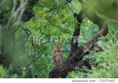 An angry wild leopard or panther on tree trunk in natural monsoon green background at jhalana forest or leopard reserve jaipur rajasthan india - panthera pardus fusca An angry wild leopard or panther on tree trunk in natural monsoon green background at jhalana forest or leopard reserve jaipur rajasthan india - panthera pardus fusca 71075407