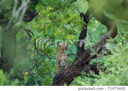 An angry wild leopard or panther on tree trunk in natural monsoon green background at jhalana forest or leopard reserve jaipur rajasthan india - panthera pardus fusca An angry wild leopard or panther on tree trunk in natural monsoon green background at jhalana forest or leopard reserve jaipur rajasthan india - panthera pardus fusca 71075408