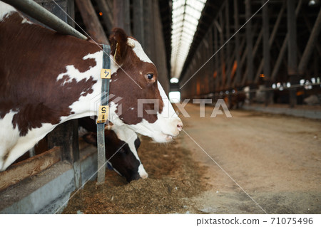 Side View Cow at Farm 71075496